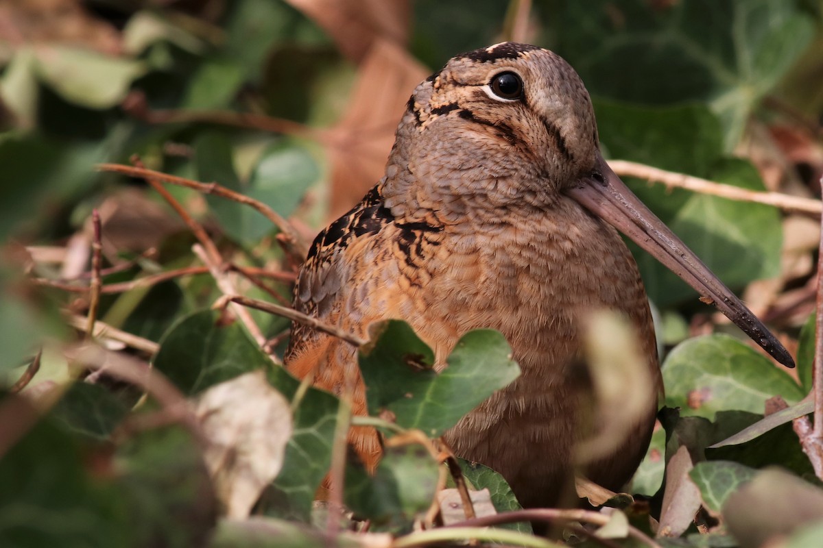American Woodcock - Brendan Fogarty