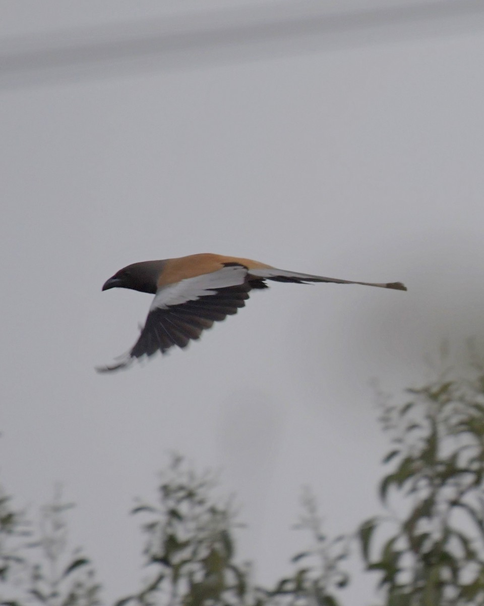 Rufous Treepie - ML423572161