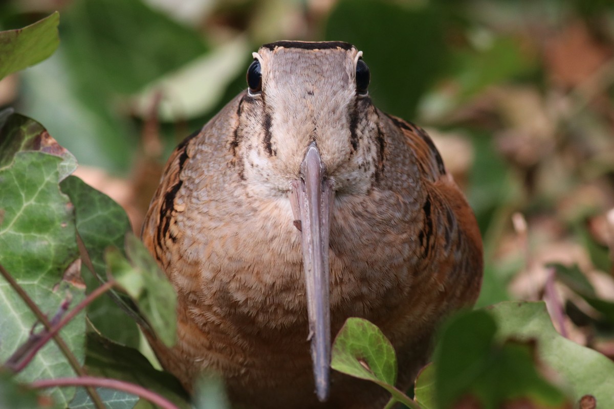 American Woodcock - ML423572861