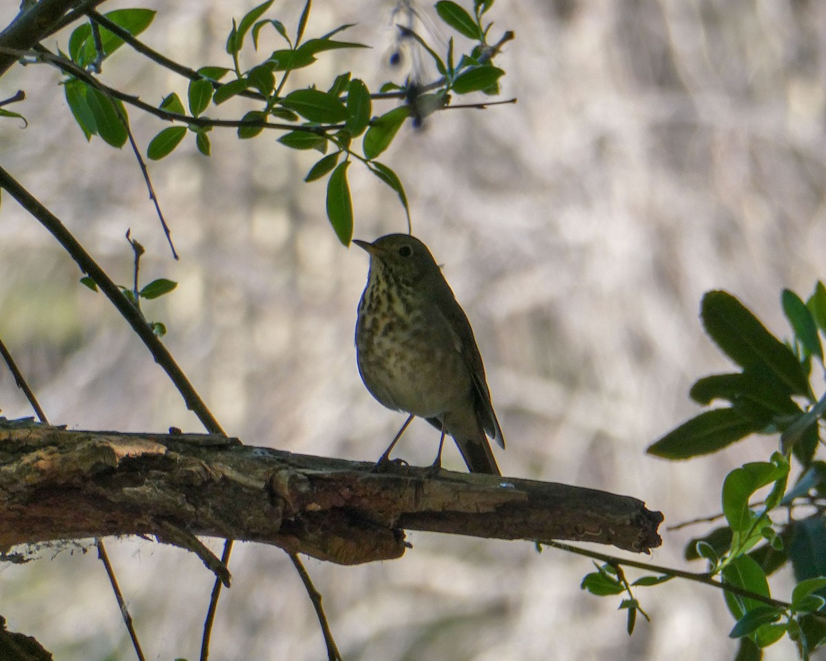 Hermit Thrush - ML423575551