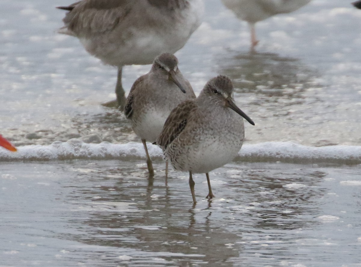 Short-billed Dowitcher - Steve Calver