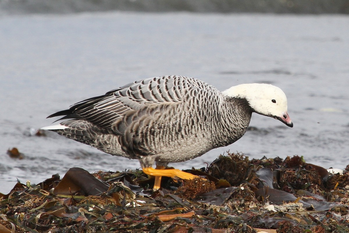 Emperor Goose - ML42358091