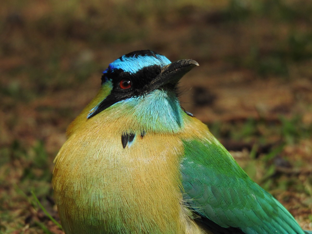 Diademmotmot - ML423580991