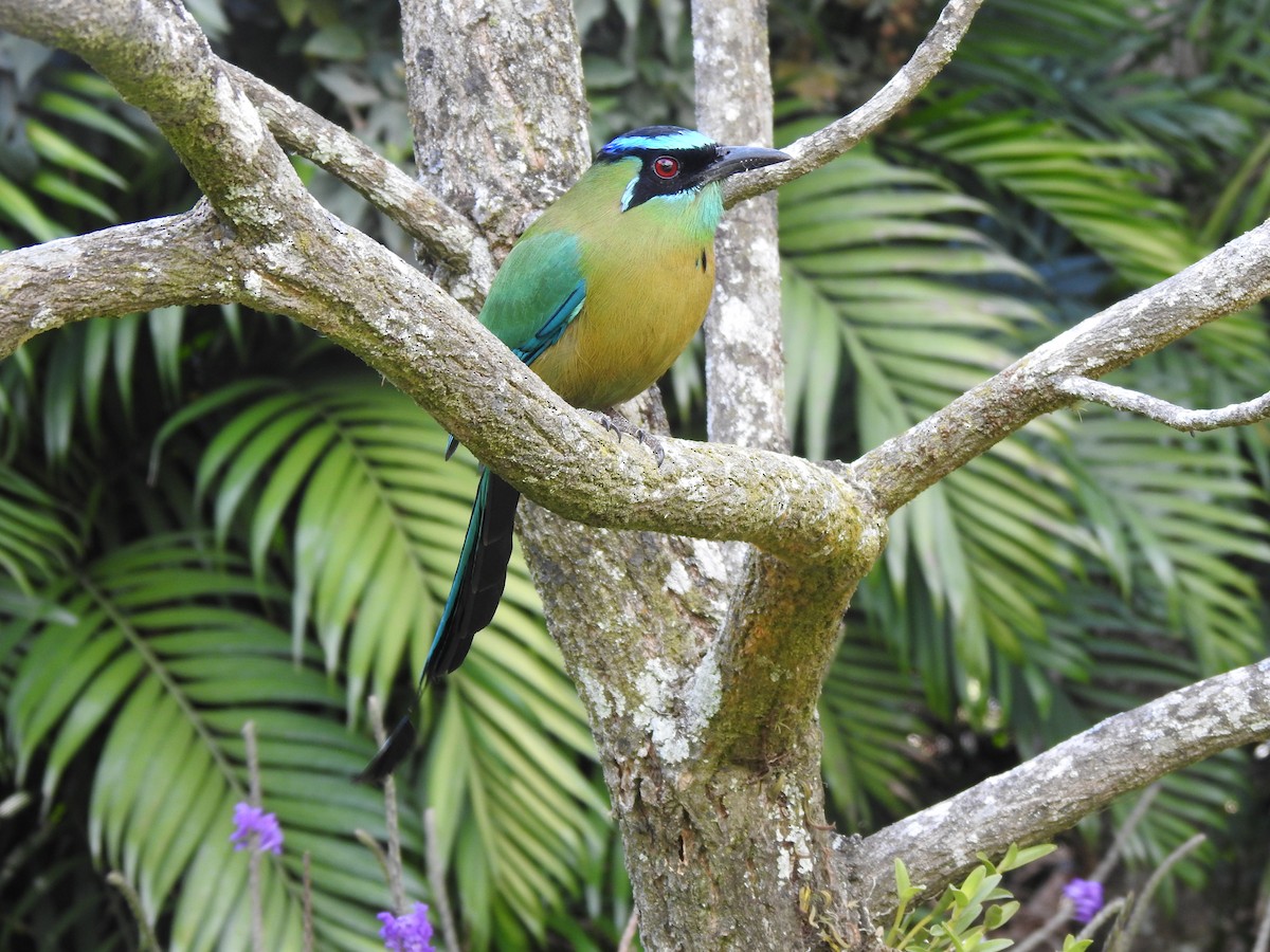 Lesson's Motmot - Mitchell Barry
