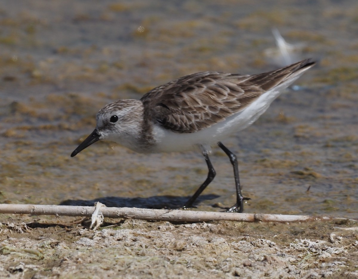 Zwergstrandläufer - ML423581091