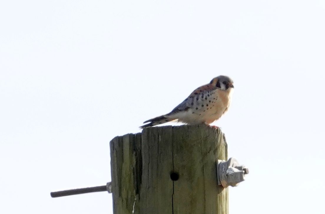 American Kestrel - Karen Cyr