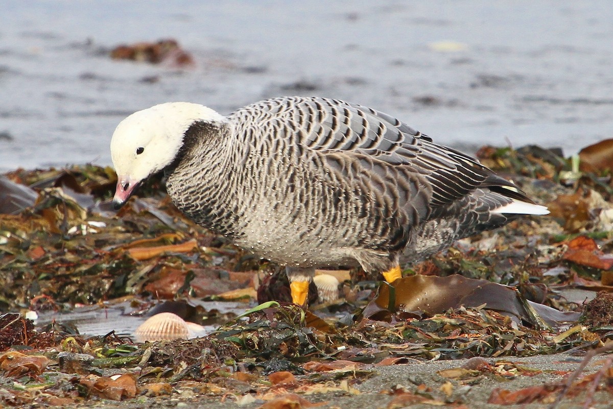 Emperor Goose - ML42358451