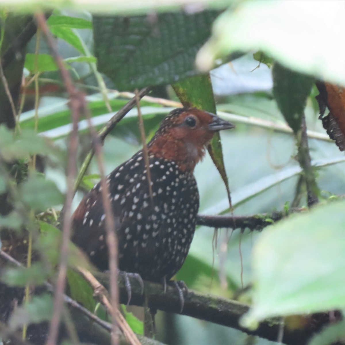 Perlmanteltapaculo - ML423585011