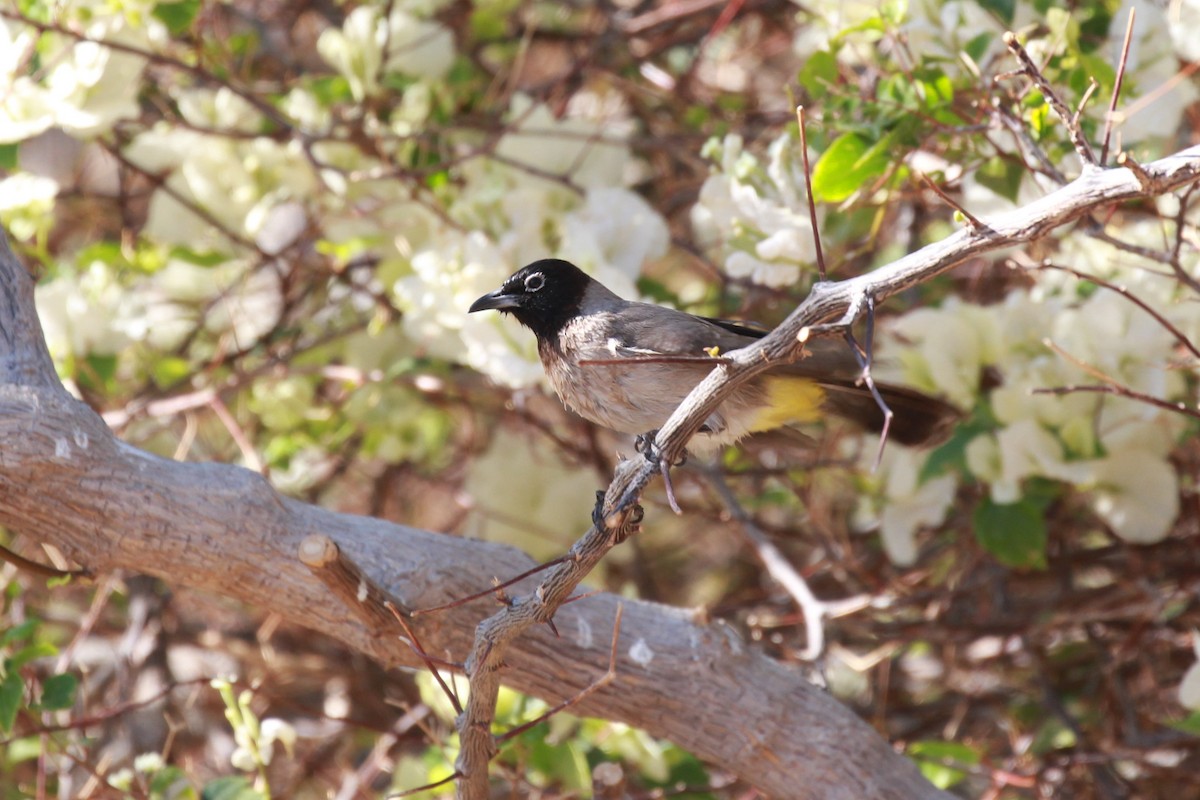 Bulbul d'Arabie - ML423585261