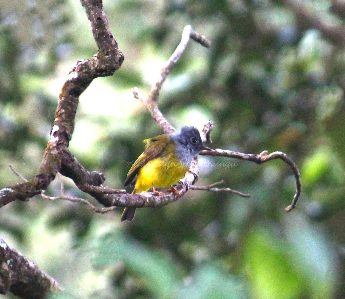 Gray-headed Canary-Flycatcher - Nuwanga Jayathunga