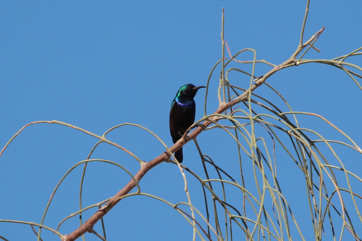 キタキフサタイヨウチョウ - ML423585721