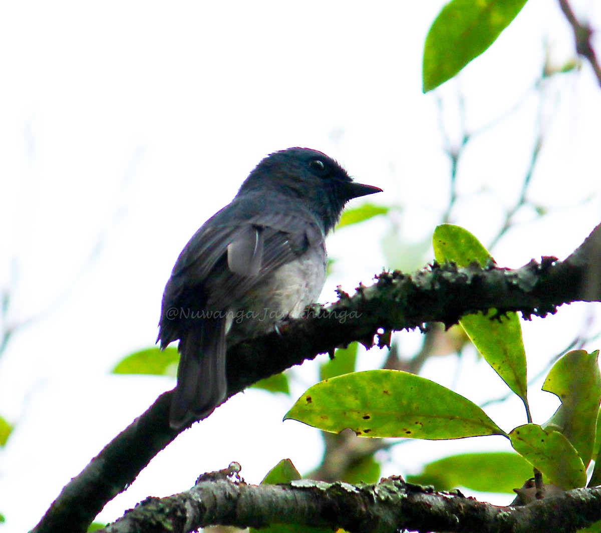 Dull-blue Flycatcher - Nuwanga Jayathunga