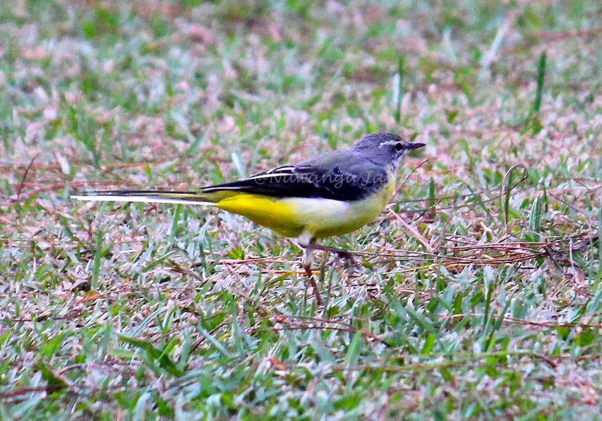 Gray Wagtail - ML423585931