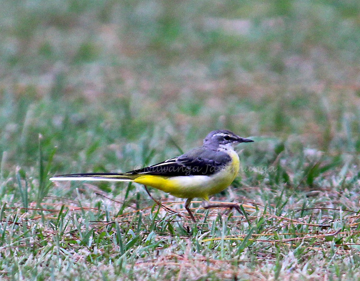 Gray Wagtail - ML423585981