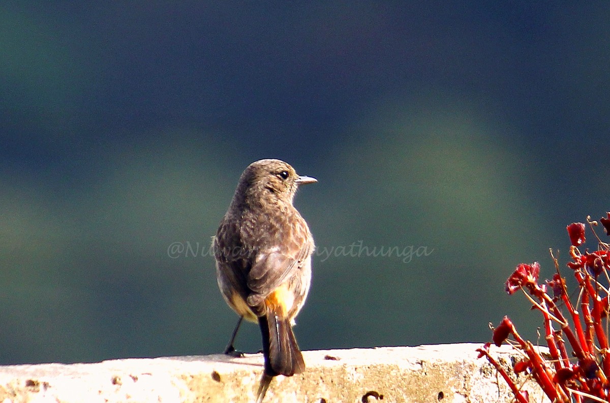 Pied Bushchat - Nuwanga Jayathunga