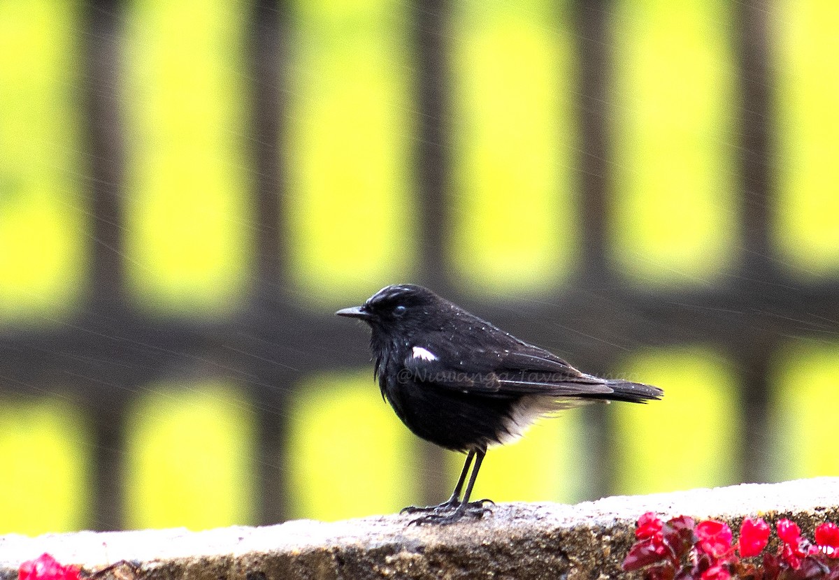 Pied Bushchat - Nuwanga Jayathunga