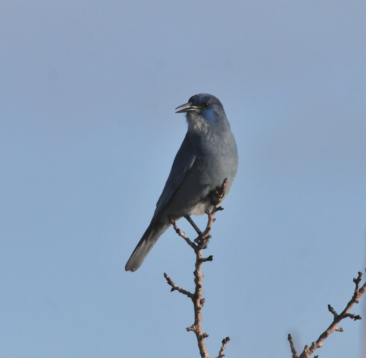 Pinyon Jay - ML423586421