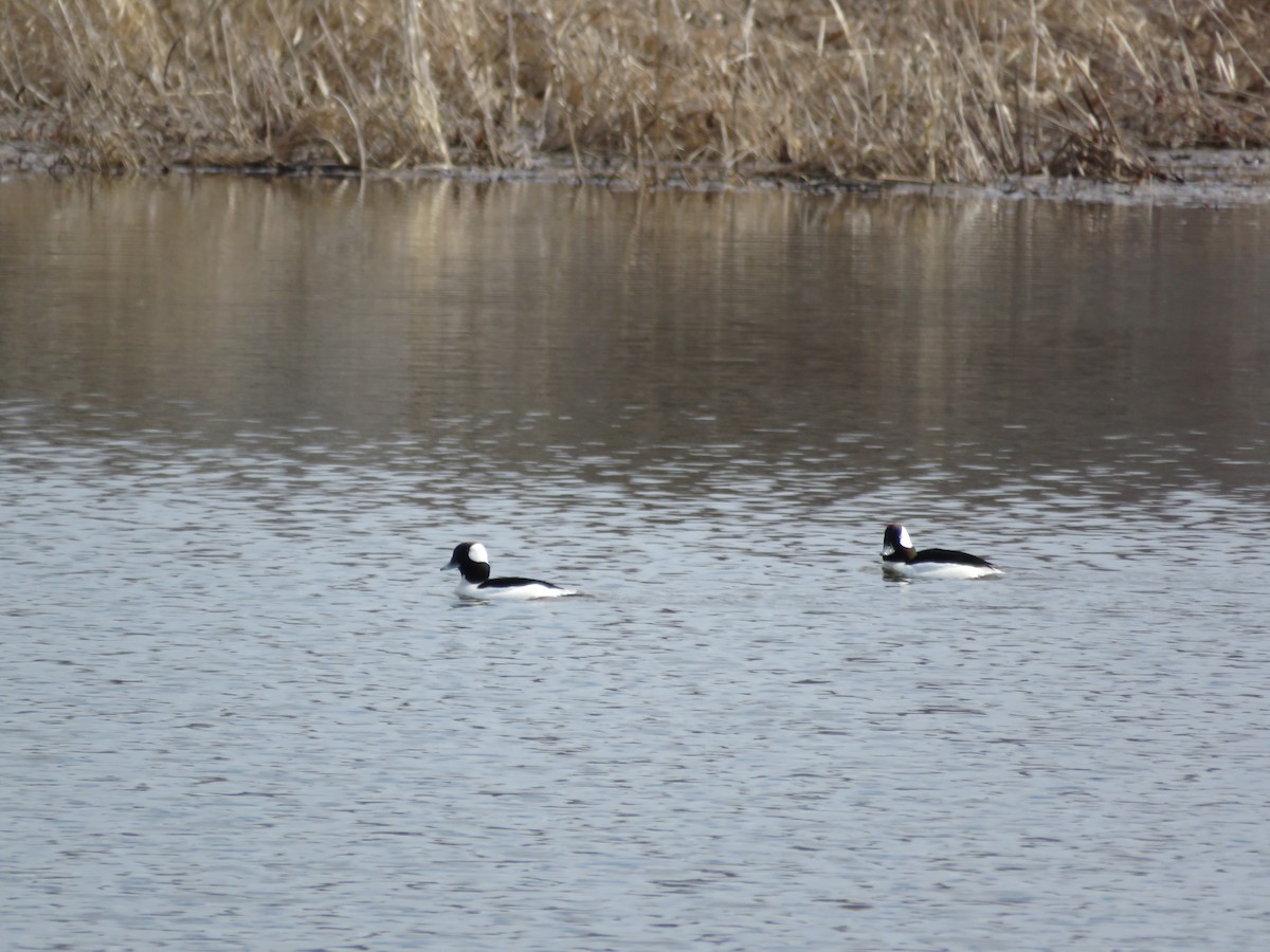 Bufflehead - ML423586551