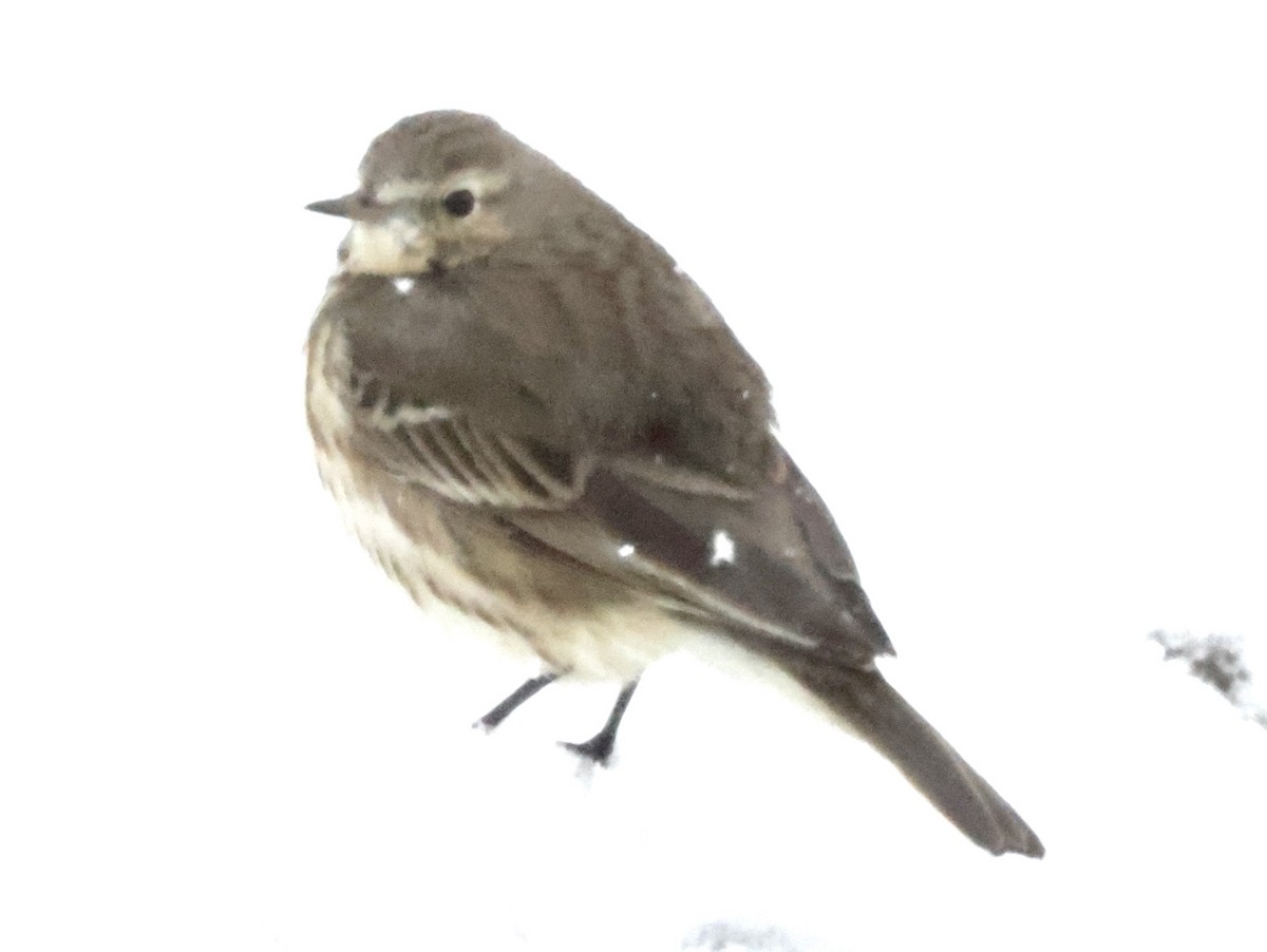 American Pipit - ML423586561