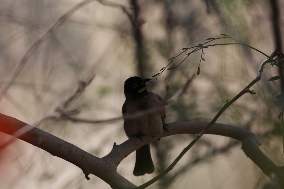 White-spectacled Bulbul - ML423586661