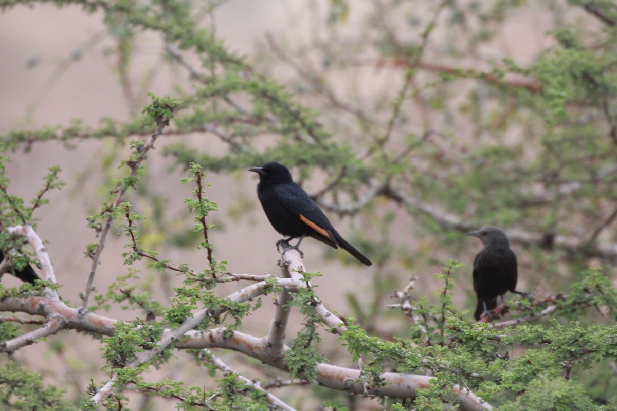 Tristram's Starling - ML423586711
