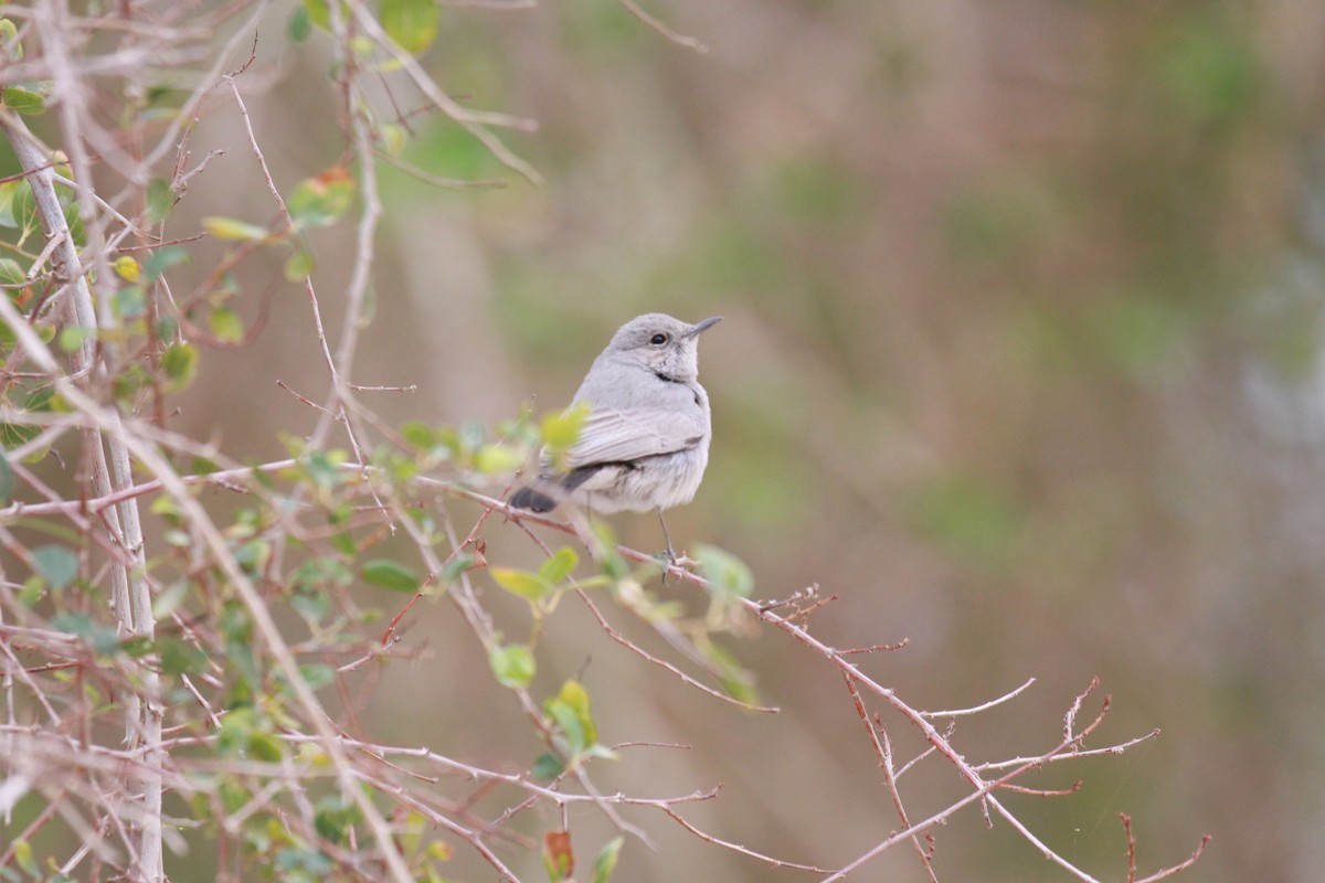 Blackstart - ML423586751