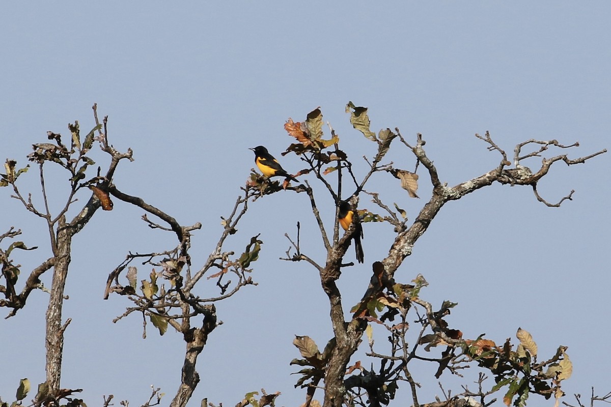 Black-vented Oriole - ML423586831