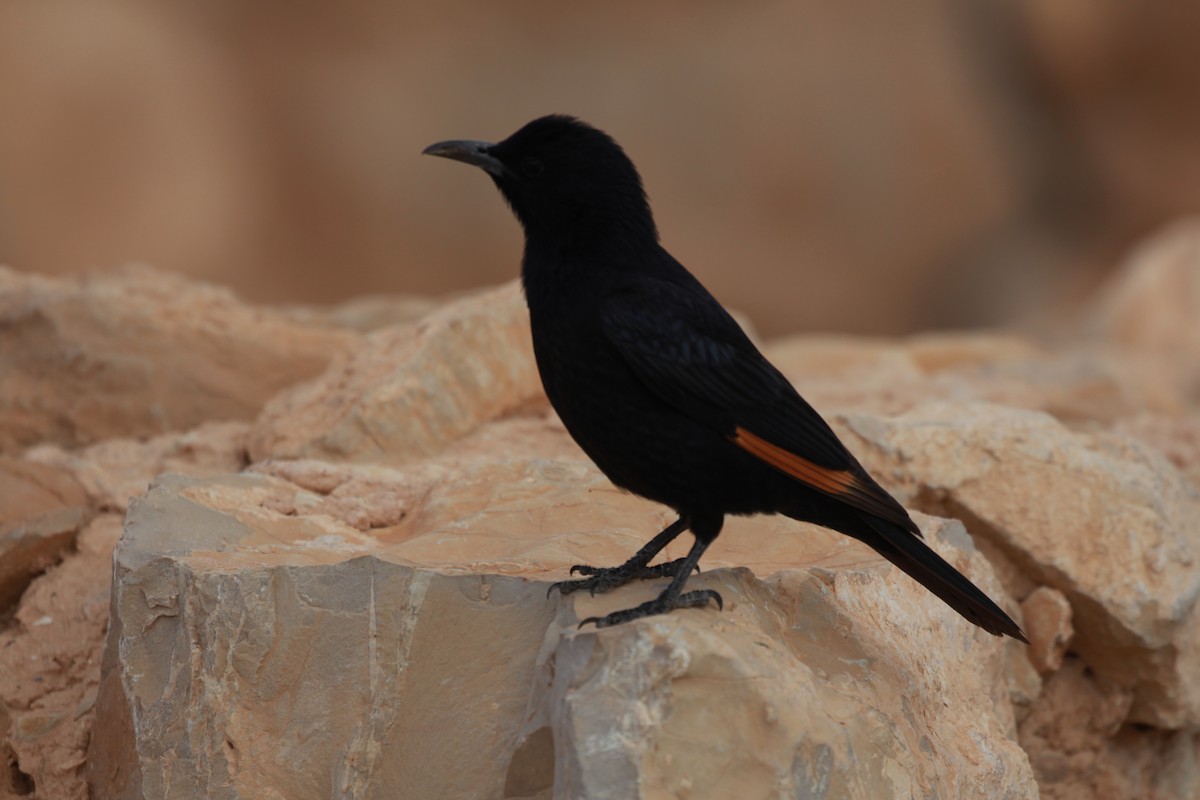 Tristram's Starling - ML423586941