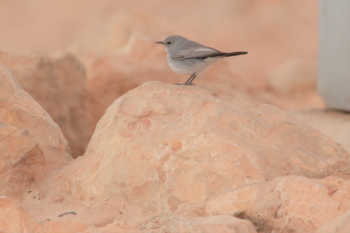 Blackstart - ML423586961