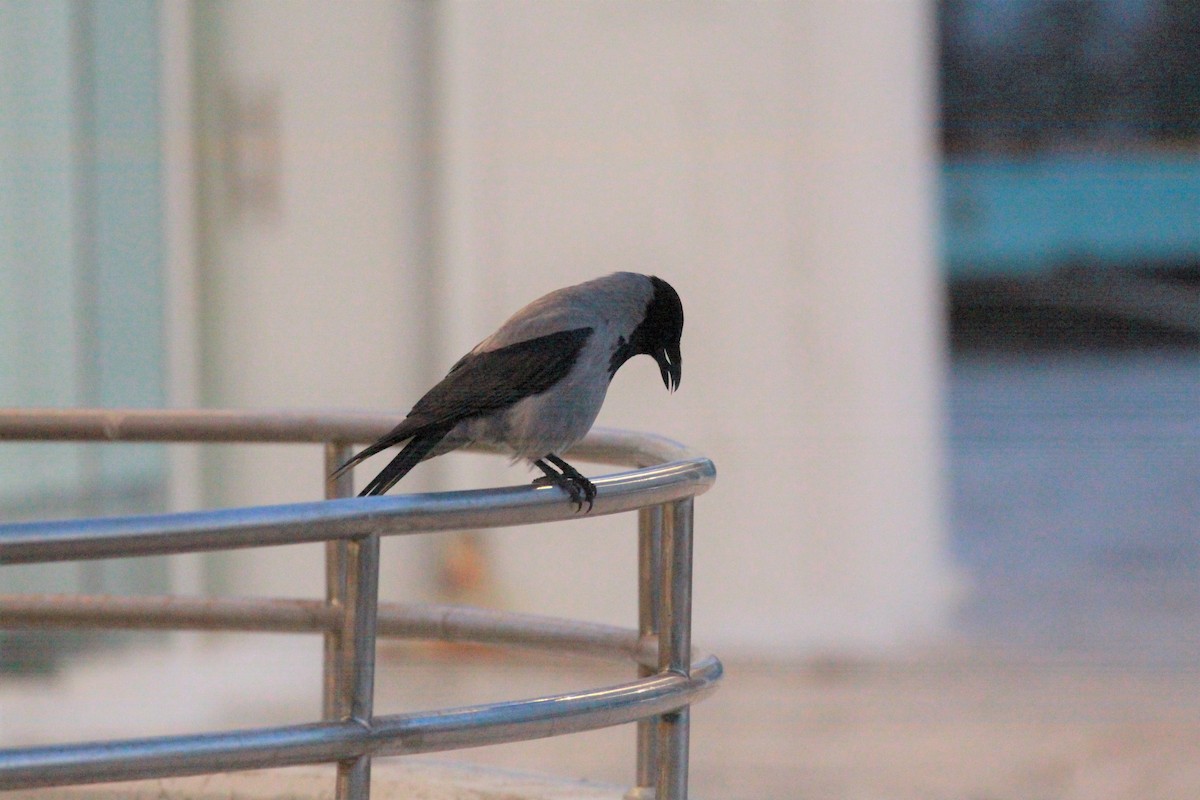 Hooded Crow - ML423587241