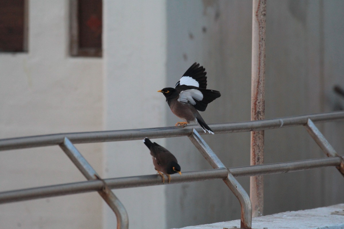 Common Myna - ML423587351