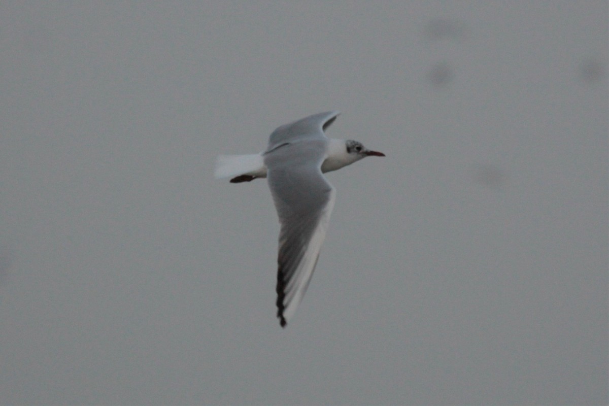 Black-headed Gull - ML423587491