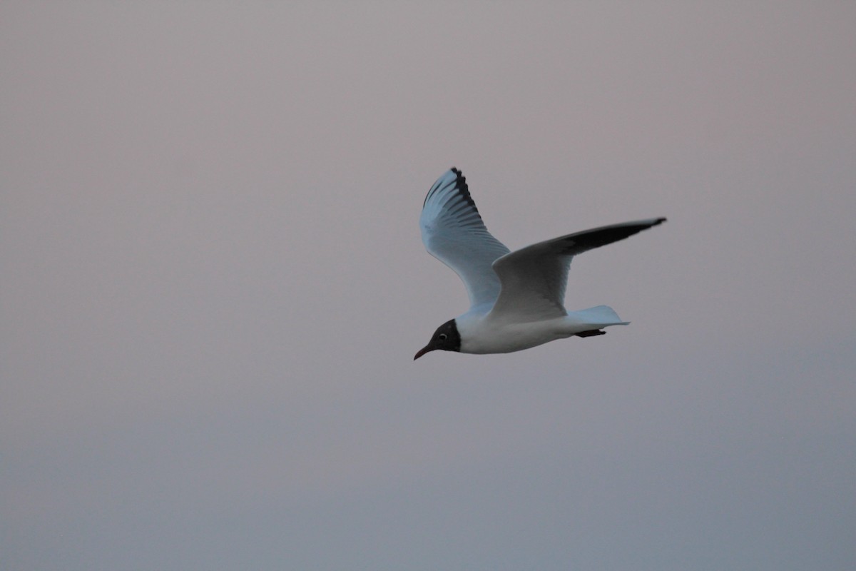 Black-headed Gull - ML423587511