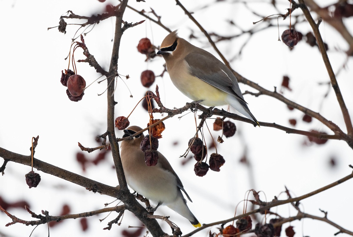 Cedar Waxwing - ML423587891