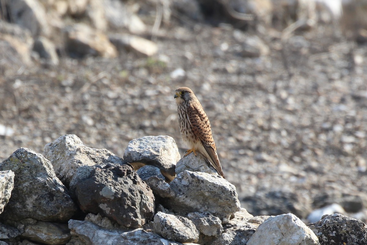 Lesser Kestrel - ML423587901