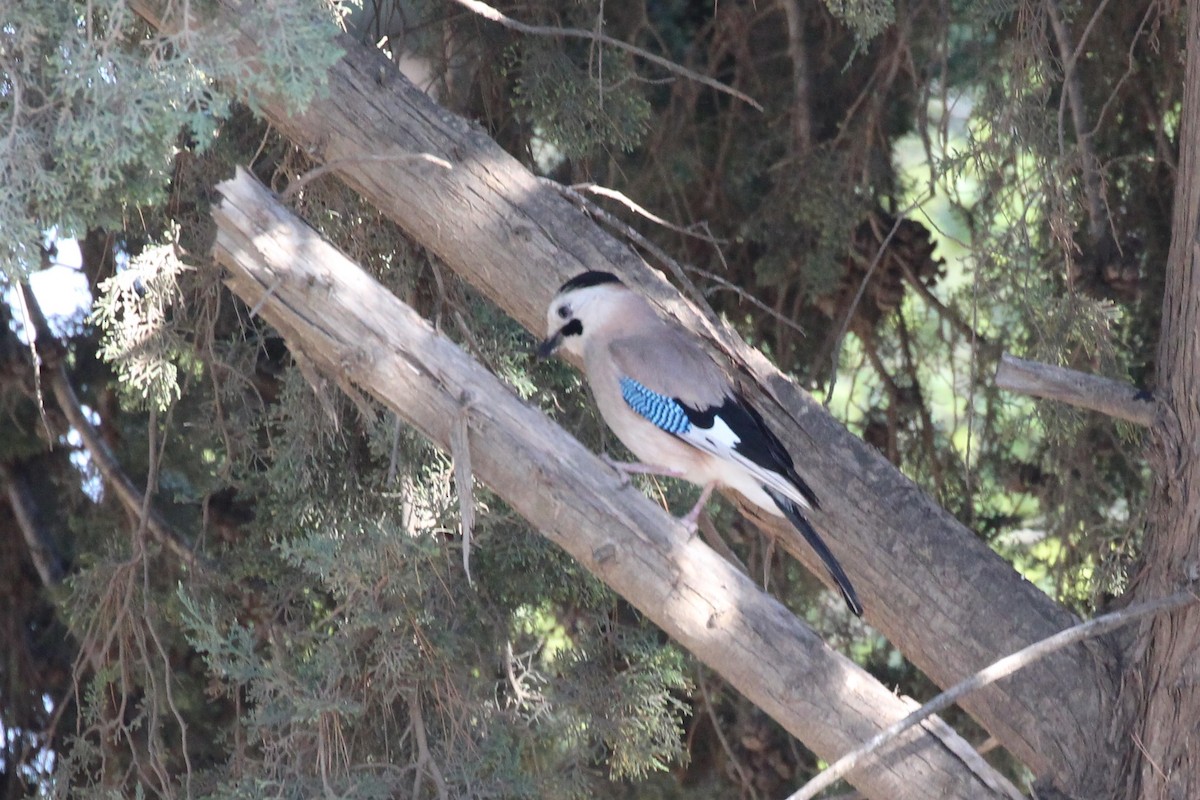 Eurasian Jay (Black-capped) - ML423587941