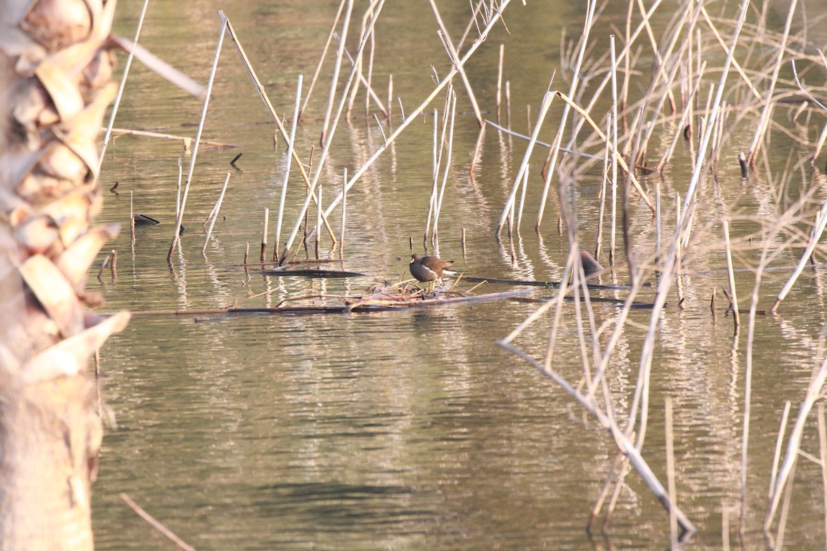 Eurasian Moorhen - ML423588181