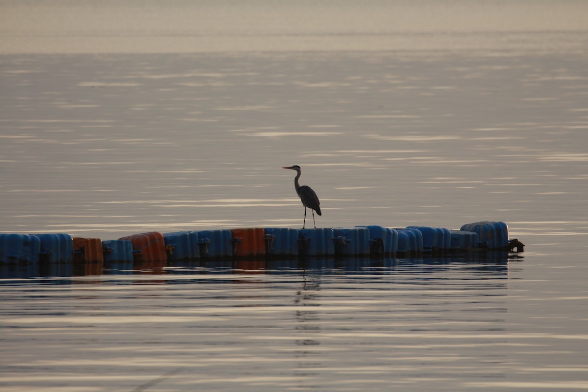 Gray Heron - ML423588211