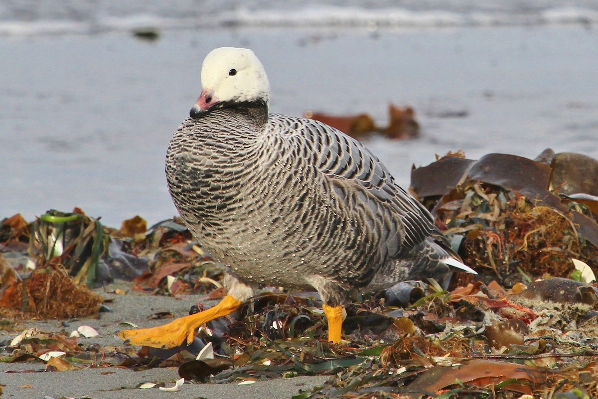 Emperor Goose - ML42358851