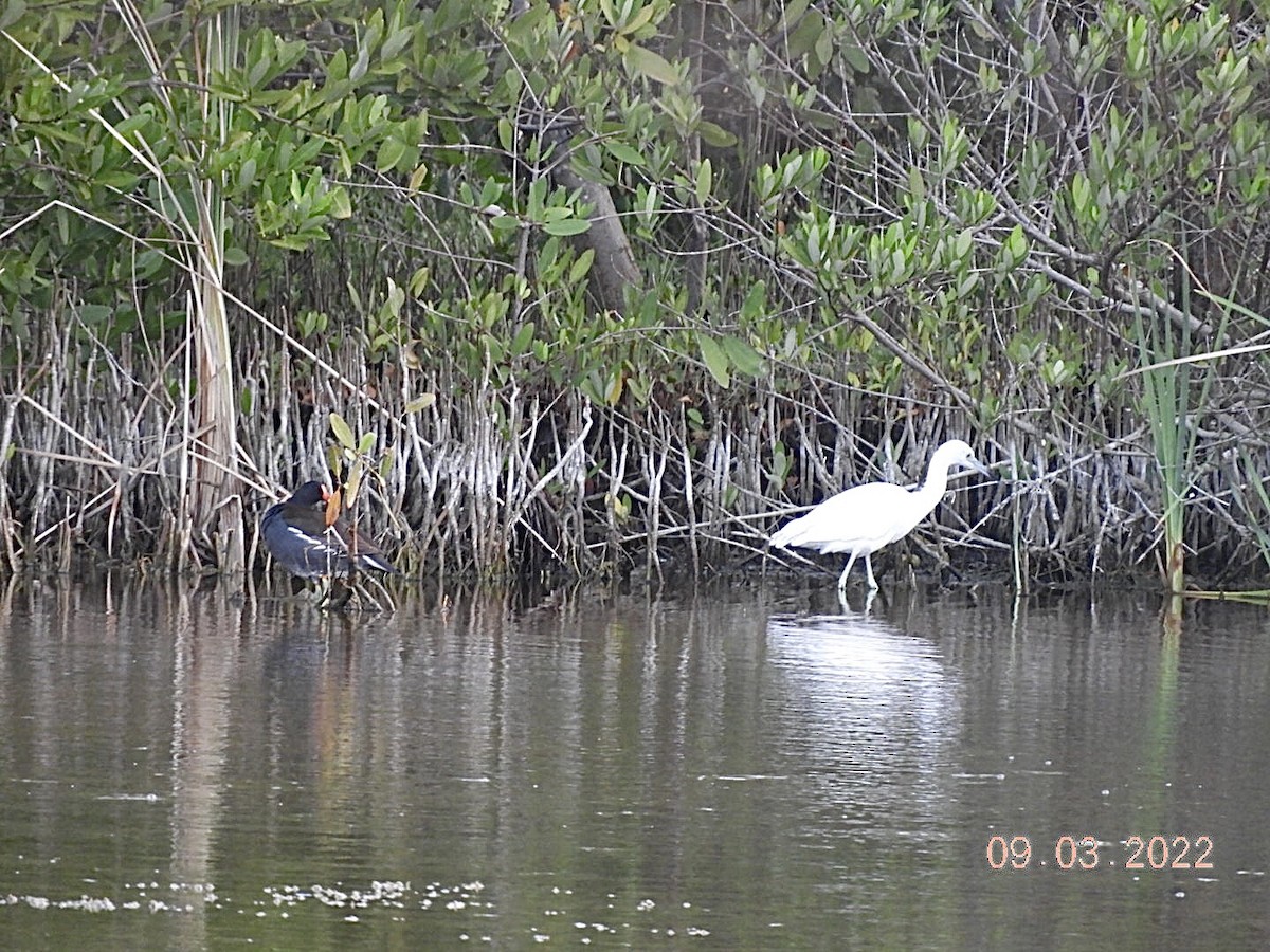 Little Blue Heron - ML423588531