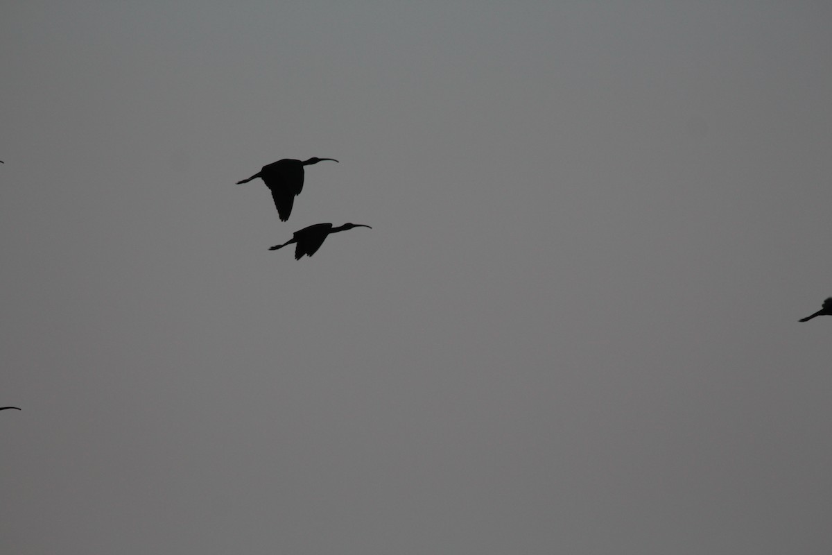 Glossy Ibis - ML423588601