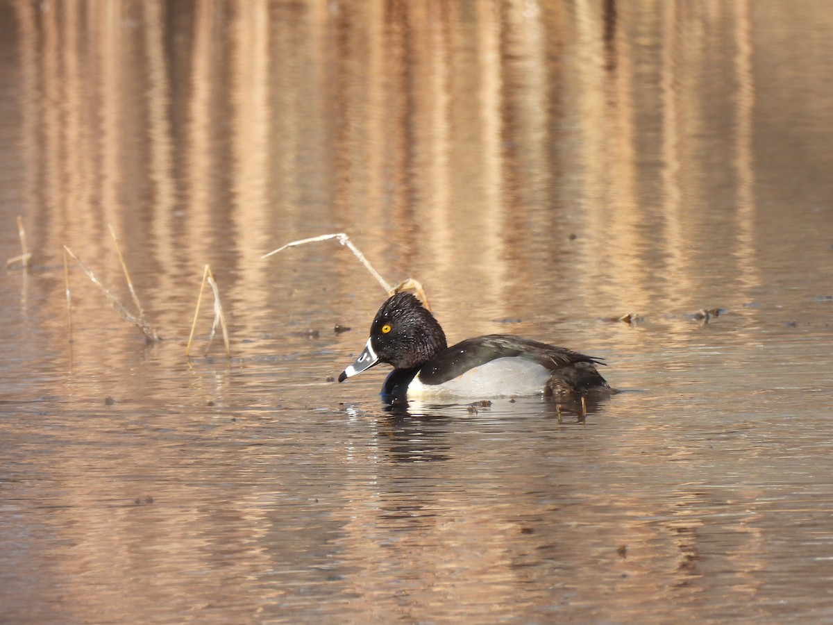 Ring-necked Duck - Therese & Ed Cacek