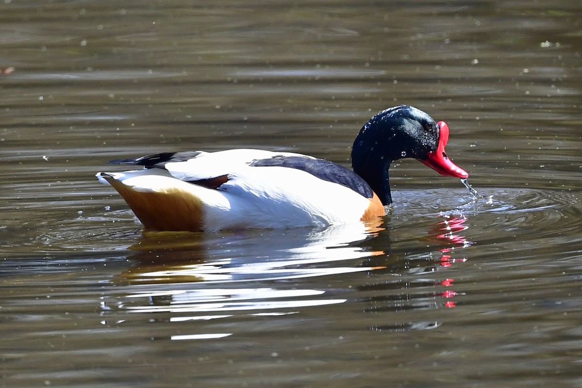 Common Shelduck - ML423589391