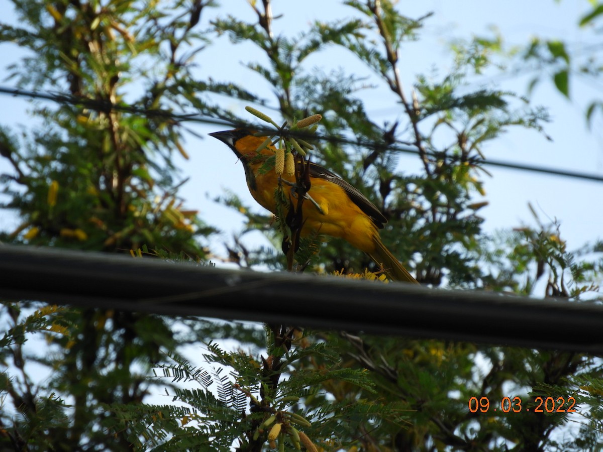 Altamira Oriole - ML423589481