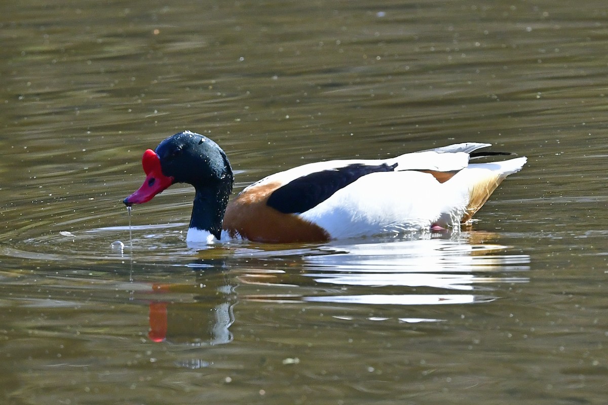 Common Shelduck - ML423589511