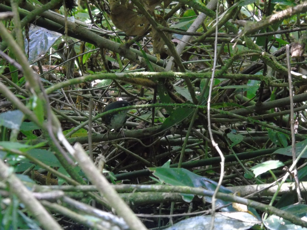 White-breasted Tapaculo - ML423590631