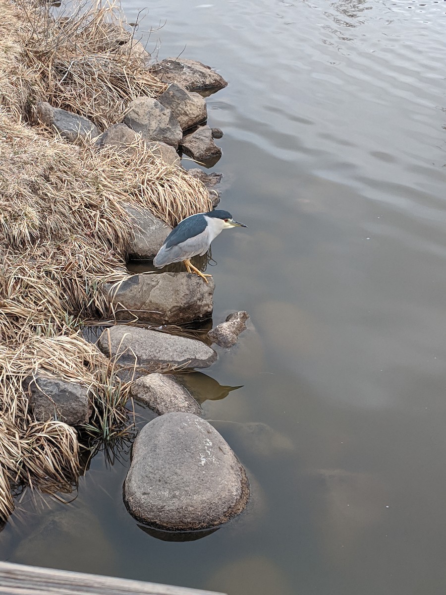 Black-crowned Night Heron - ML423591631