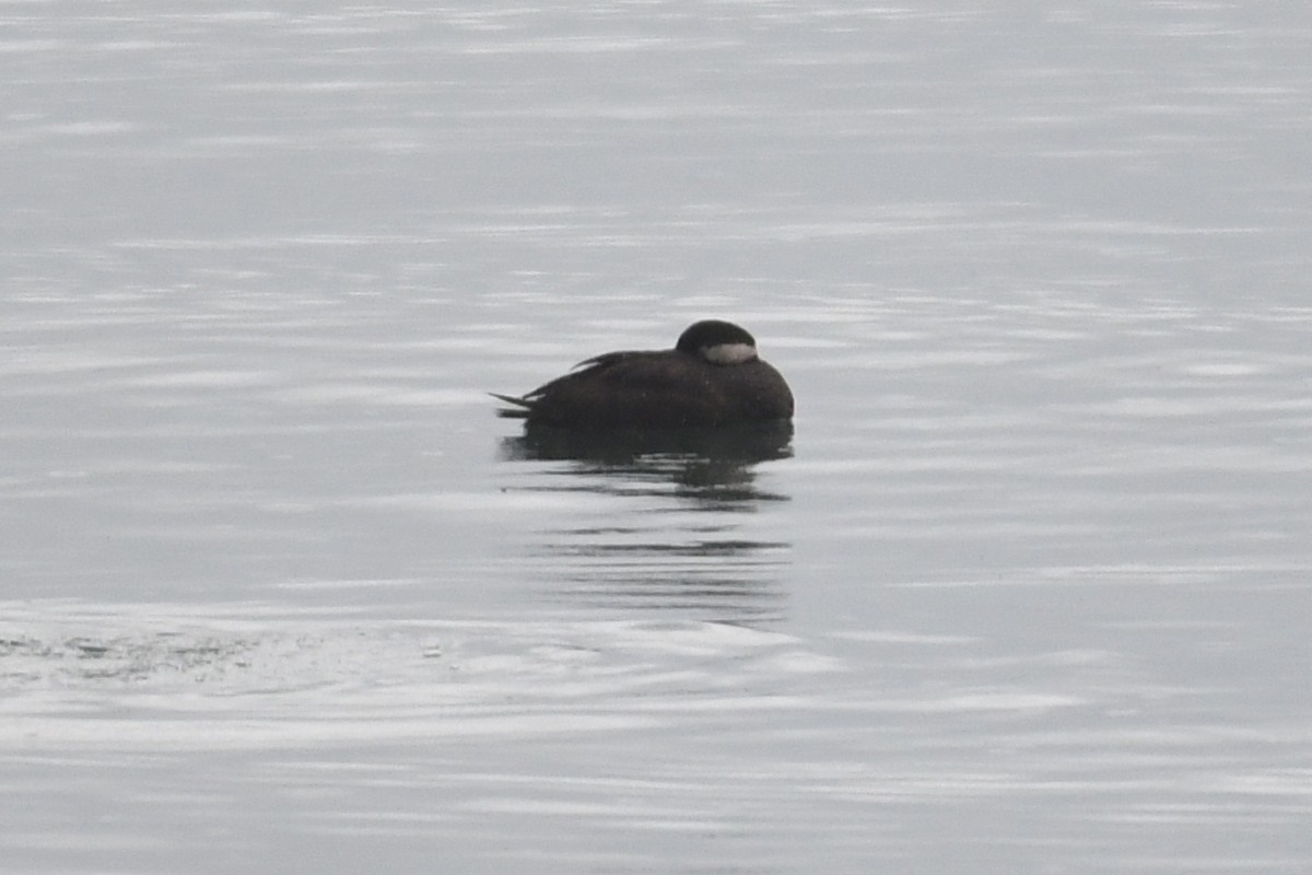 Black Scoter - ML42359261