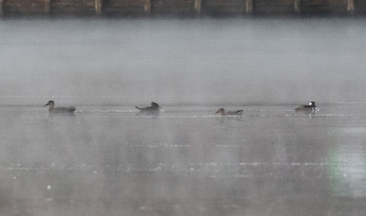 Northern Shoveler - Shea Tiller