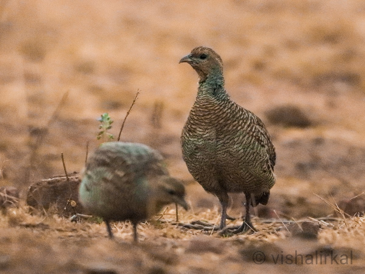 Gray Francolin - ML423594091